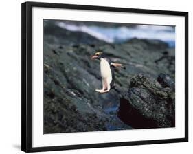 Rockhopper Penguins Jumping on the Rocky Shorline-DLILLC-Framed Photographic Print