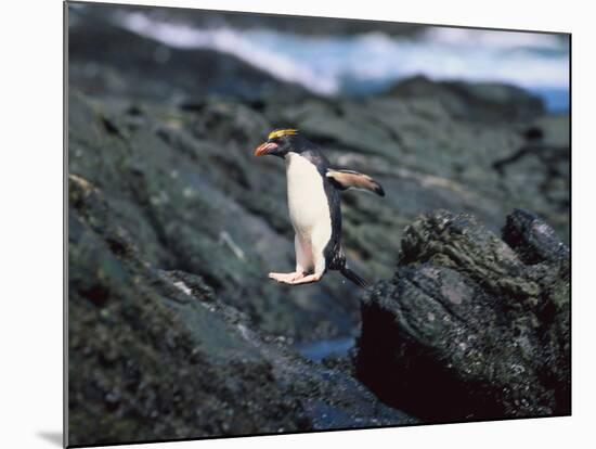Rockhopper Penguins Jumping on the Rocky Shorline-DLILLC-Mounted Photographic Print