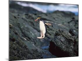 Rockhopper Penguins Jumping on the Rocky Shorline-DLILLC-Mounted Photographic Print