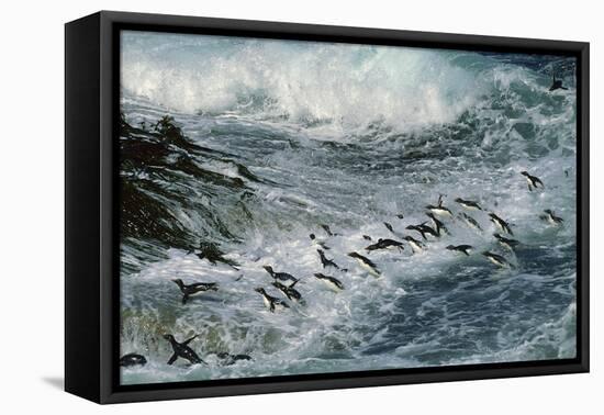 Rockhopper Penguins Surfing into Shore-null-Framed Stretched Canvas