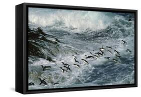 Rockhopper Penguins Surfing into Shore-null-Framed Stretched Canvas