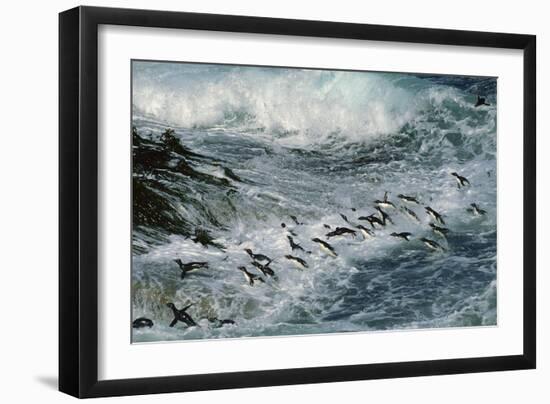 Rockhopper Penguins Surfing into Shore-null-Framed Photographic Print