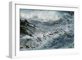 Rockhopper Penguins Surfing into Shore-null-Framed Photographic Print