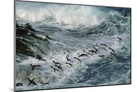 Rockhopper Penguins Surfing into Shore-null-Mounted Photographic Print