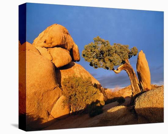Rocking Tree-null-Stretched Canvas