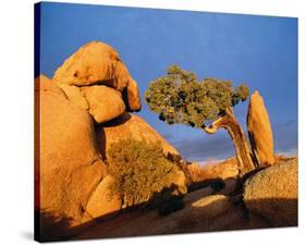 Rocking Tree-null-Stretched Canvas