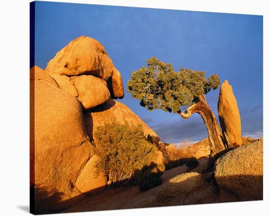 Rocking Tree-null-Stretched Canvas