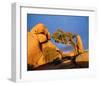 Rocking Tree-null-Framed Art Print