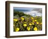 Rockrose at the Costa Vicentina, Algarve, Portugal. Portugal-Martin Zwick-Framed Photographic Print