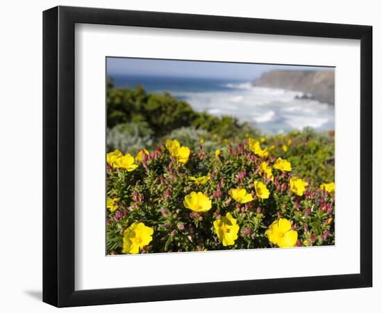 Rockrose at the Costa Vicentina, Algarve, Portugal. Portugal-Martin Zwick-Framed Photographic Print