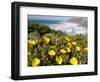 Rockrose at the Costa Vicentina, Algarve, Portugal. Portugal-Martin Zwick-Framed Photographic Print