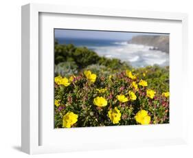 Rockrose at the Costa Vicentina, Algarve, Portugal. Portugal-Martin Zwick-Framed Photographic Print