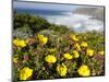 Rockrose at the Costa Vicentina, Algarve, Portugal. Portugal-Martin Zwick-Mounted Photographic Print