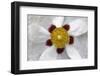 Rockrose, Marrakesh, Morocco-Art Wolfe-Framed Photographic Print