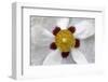 Rockrose, Marrakesh, Morocco-Art Wolfe-Framed Photographic Print