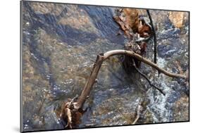 Rocks and A Stick-Audrey-Mounted Giclee Print