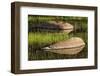 Rocks and grass at first light, Tuolumne Meadows, Yosemite National Park, California-Adam Jones-Framed Photographic Print