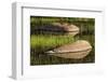 Rocks and grass at first light, Tuolumne Meadows, Yosemite National Park, California-Adam Jones-Framed Photographic Print