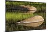 Rocks and grass at first light, Tuolumne Meadows, Yosemite National Park, California-Adam Jones-Mounted Photographic Print