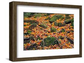 Rocks and Leaves-KennethKeifer-Framed Photographic Print