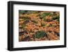 Rocks and Leaves-KennethKeifer-Framed Photographic Print