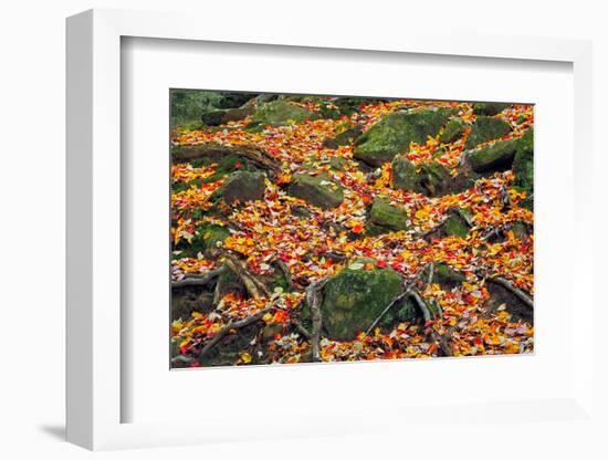 Rocks and Leaves-KennethKeifer-Framed Photographic Print