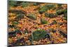 Rocks and Leaves-KennethKeifer-Mounted Photographic Print