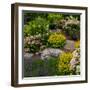 Rocks and plants in Rock Garden, Knowlton, Quebec, Canada-null-Framed Photographic Print