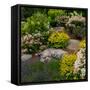 Rocks and plants in Rock Garden, Knowlton, Quebec, Canada-null-Framed Stretched Canvas