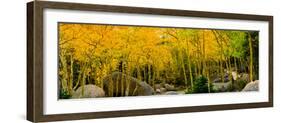 Rocks and Trees in a Forest, Glacier Gorge Trailhead, Colorado, USA-null-Framed Photographic Print