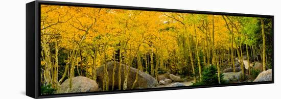 Rocks and Trees in a Forest, Glacier Gorge Trailhead, Colorado, USA-null-Framed Stretched Canvas