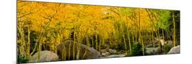 Rocks and Trees in a Forest, Glacier Gorge Trailhead, Colorado, USA-null-Mounted Photographic Print