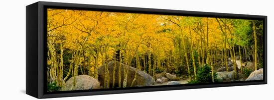 Rocks and Trees in a Forest, Glacier Gorge Trailhead, Colorado, USA-null-Framed Stretched Canvas