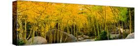 Rocks and Trees in a Forest, Glacier Gorge Trailhead, Colorado, USA-null-Stretched Canvas