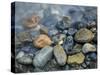 Rocks at edge of river, Eagle Falls, Snohomish County, Washington State, USA-Corey Hilz-Stretched Canvas