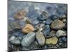 Rocks at edge of river, Eagle Falls, Snohomish County, Washington State, USA-Corey Hilz-Mounted Photographic Print