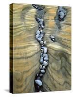 Rocks Caught in Sandstone Formations, Seal Rock Beach, Oregon, USA-Jaynes Gallery-Stretched Canvas