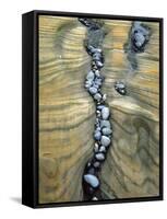 Rocks Caught in Sandstone Formations, Seal Rock Beach, Oregon, USA-Jaynes Gallery-Framed Stretched Canvas