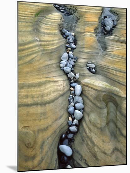 Rocks Caught in Sandstone Formations, Seal Rock Beach, Oregon, USA-Jaynes Gallery-Mounted Premium Photographic Print