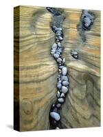 Rocks Caught in Sandstone Formations, Seal Rock Beach, Oregon, USA-Jaynes Gallery-Stretched Canvas