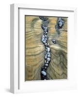 Rocks Caught in Sandstone Formations, Seal Rock Beach, Oregon, USA-Jaynes Gallery-Framed Photographic Print