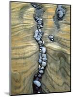 Rocks Caught in Sandstone Formations, Seal Rock Beach, Oregon, USA-Jaynes Gallery-Mounted Photographic Print