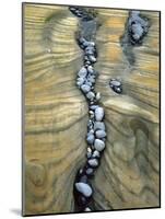 Rocks Caught in Sandstone Formations, Seal Rock Beach, Oregon, USA-Jaynes Gallery-Mounted Photographic Print