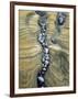 Rocks Caught in Sandstone Formations, Seal Rock Beach, Oregon, USA-Jaynes Gallery-Framed Photographic Print