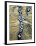 Rocks Caught in Sandstone Formations, Seal Rock Beach, Oregon, USA-Jaynes Gallery-Framed Photographic Print