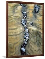 Rocks Caught in Sandstone Formations, Seal Rock Beach, Oregon, USA-Jaynes Gallery-Framed Photographic Print