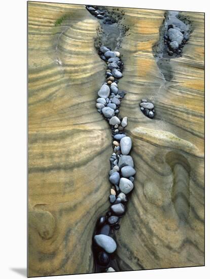 Rocks Caught in Sandstone Formations, Seal Rock Beach, Oregon, USA-Jaynes Gallery-Mounted Photographic Print