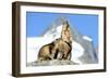 Rocks, Groundhog, Marmot-Reiner Bernhardt-Framed Photographic Print