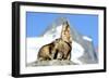 Rocks, Groundhog, Marmot-Reiner Bernhardt-Framed Photographic Print