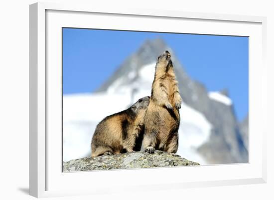 Rocks, Groundhog, Marmot-Reiner Bernhardt-Framed Photographic Print